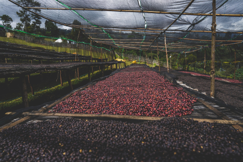 Etiopia Natural Rumudamo 1kg - Cafea de specialitate DROPSHOT [2]