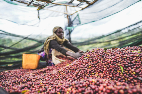 Etiopia Natural Rumudamo 250g - Cafea de specialitate DROPSHOT [6]