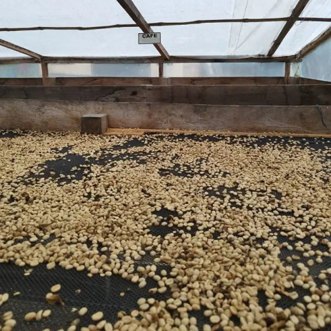Columbia Geisha Ducuara 500g - Cafea de specialitate DROPSHOT [6]