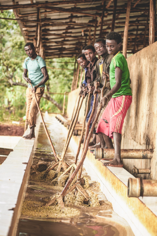 Etiopia Chelbesa Washed 500g - Cafea de specialitate DROPSHOT [6]