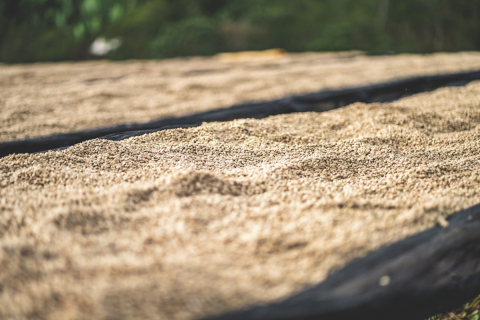 Etiopia Chelbesa Washed 250g - Cafea de specialitate DROPSHOT [3]