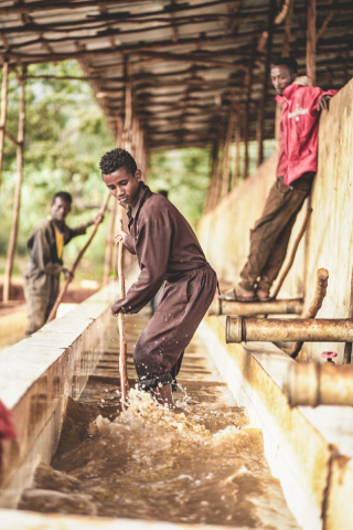 Etiopia Chelbesa Washed 250g - Cafea de specialitate DROPSHOT [6]
