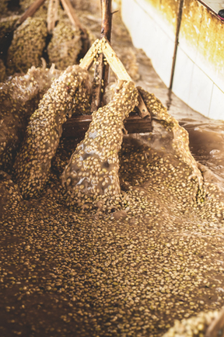 Data prajirii:07.08.2026 Etiopia Chelbesa Washed 250g - Cafea de specialitate DROPSHOT [4]