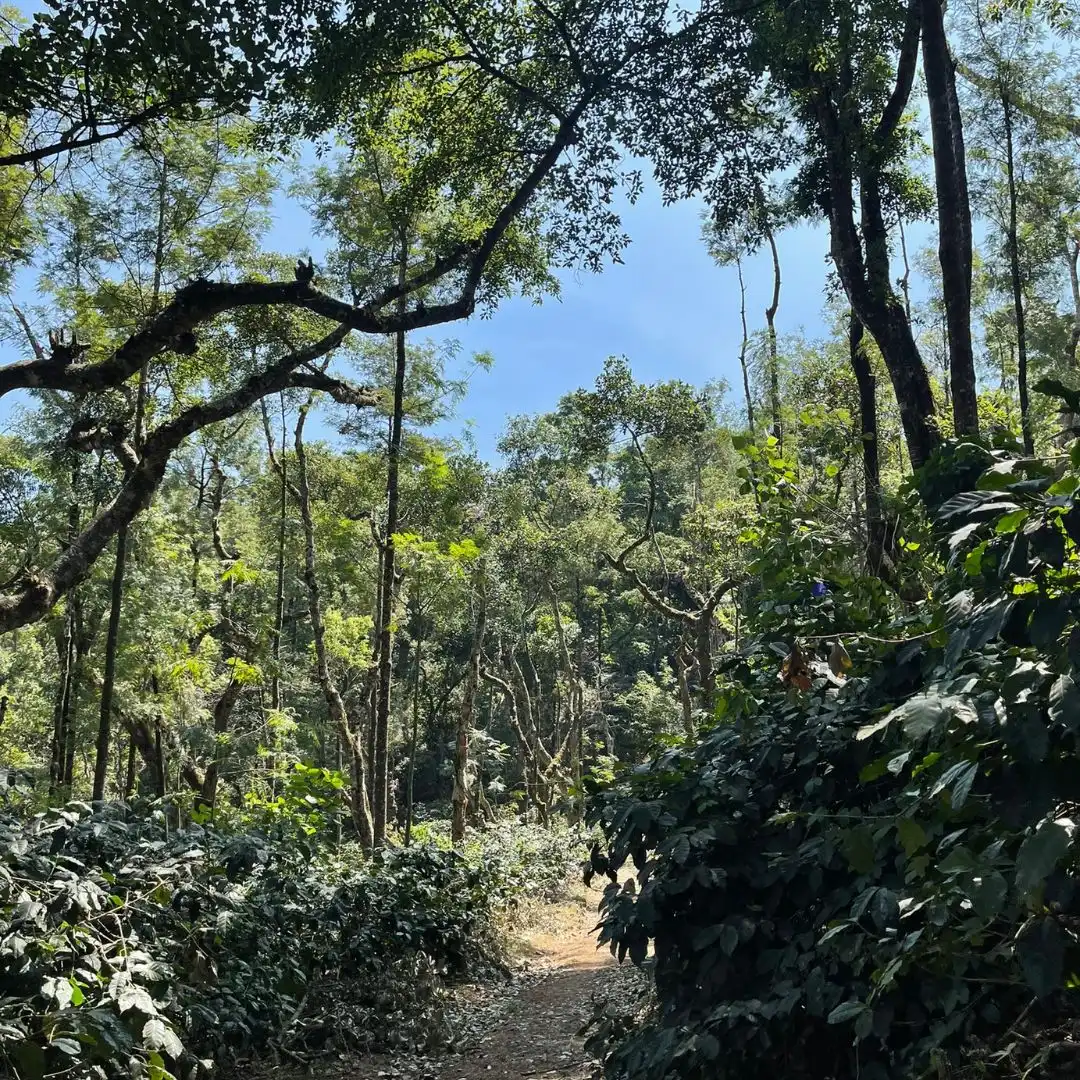 India Hulikere Estate 500g - Cafea de specialitate DROPSHOT [4]