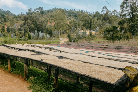Rwanda Karambi Mountain 1kg - Cafea de specialitate DROPSHOT [4]