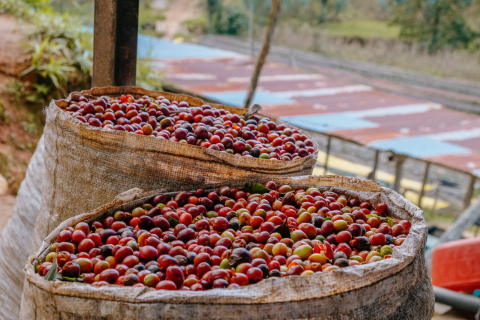 Rwanda Karambi Mountain 1kg - Cafea de specialitate DROPSHOT [2]