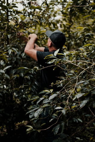 Panama Hachi Geisha Rocky Mountain 125g - Cafea de specialitate DROPSHOT [5]