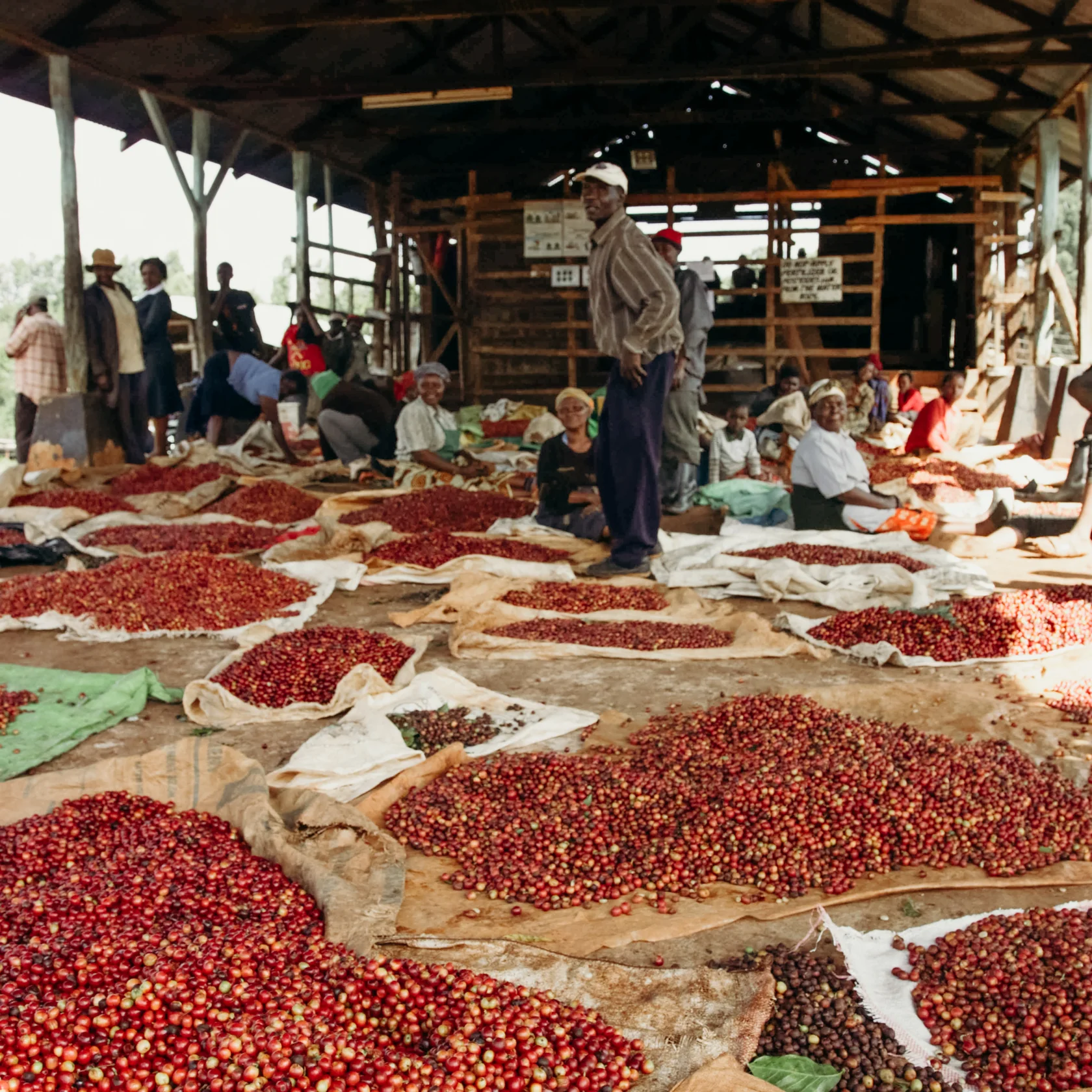 Kenya Karimi Bergamora 1kg - Cafea de specialitate DROPSHOT [1]