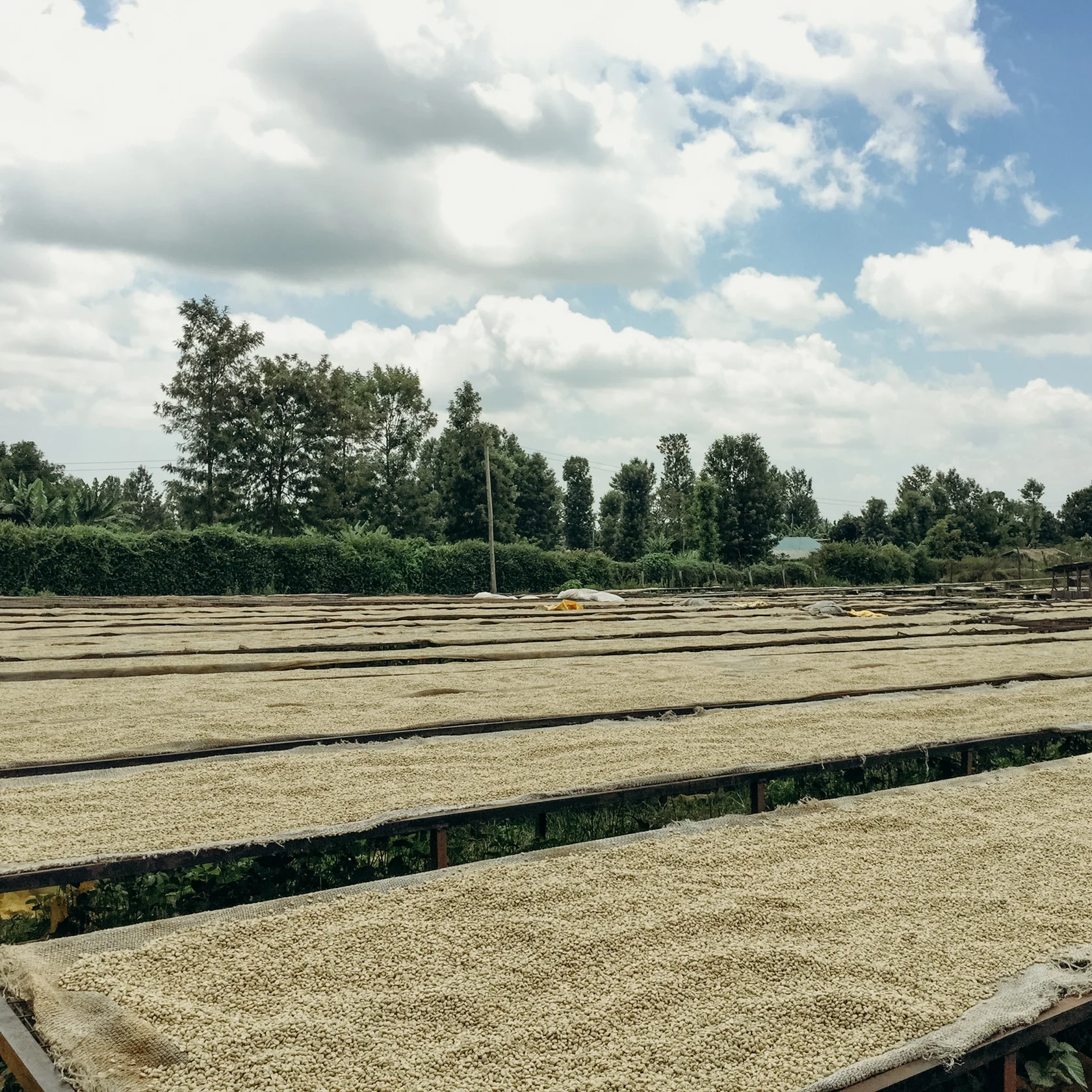 Kenya Karimi Bergamora 1kg - Cafea de specialitate DROPSHOT [5]