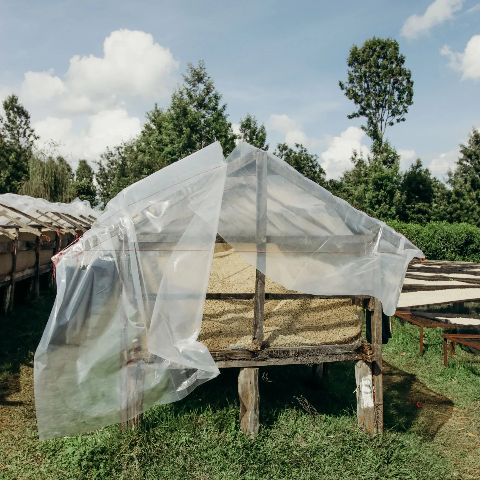 Kenya Karimi Bergamora 1kg - Cafea de specialitate DROPSHOT [4]