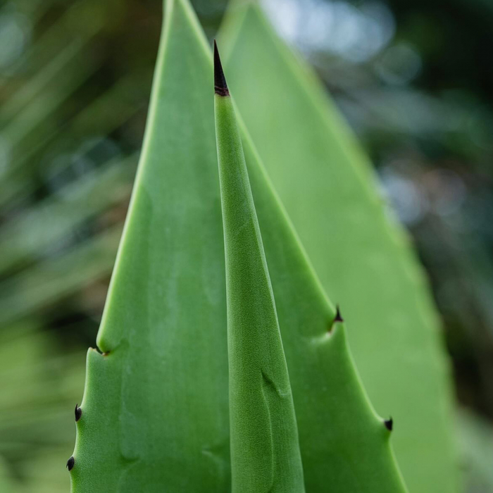 Gel de dus hidratant PURA NATURA, 99% ingrediente naturale, ORGANIC & VEGAN, Laura Baldini, 250 ml [3]