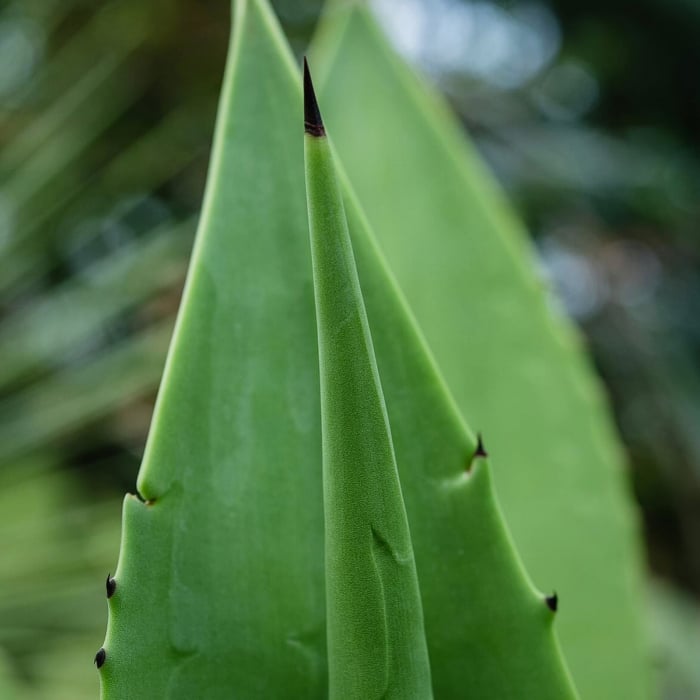 Lotiune corp SPF50+ HOT SUMMER, 100% ingrediente naturale, ORGANIC & VEGAN & REEF SAFE, Laura Baldini, 125ml [4]