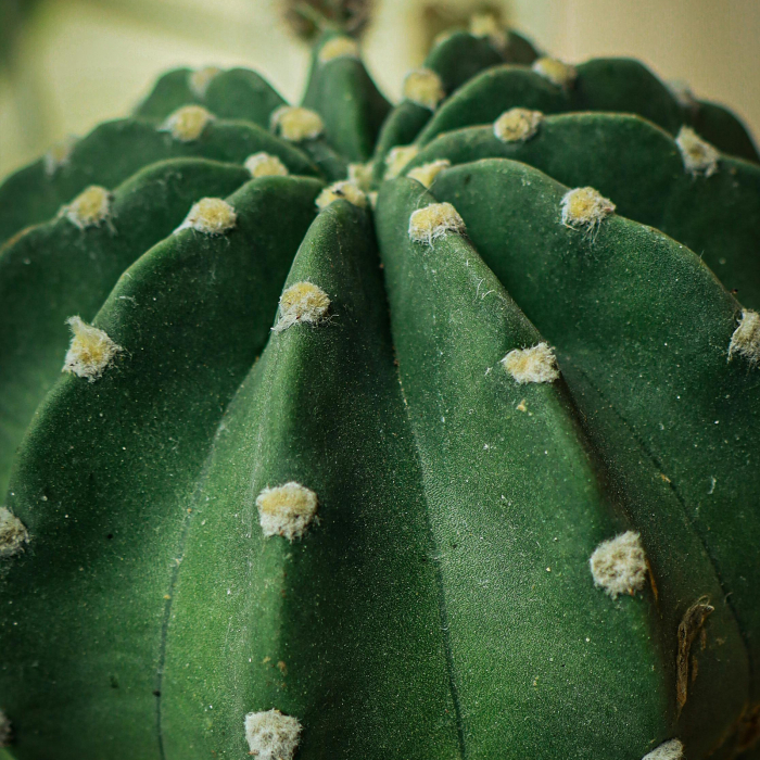 Masca servetel hidratanta, 96% ingrediente naturale, VEGAN, Laura Baldini [3]