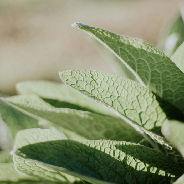 Sampon anti-matreata DON'T BE SHY, 99.9% ingrediente naturale, ORGANIC & VEGAN, Laura Baldini, 250 ml [4]