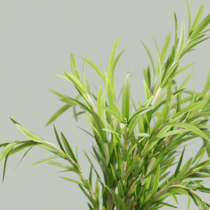 Sampon anti-matreata DON'T BE SHY, 99.9% ingrediente naturale, ORGANIC & VEGAN, Laura Baldini, 250 ml [3]