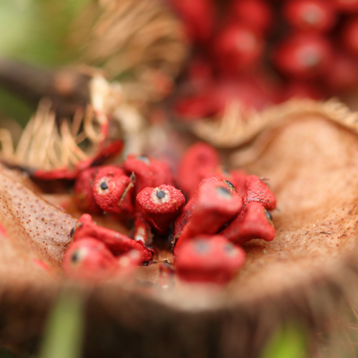 Ulei bronzant STAY WITH ME, 100% ingrediente naturale, ORGANIC & VEGAN & REEF SAFE, Laura Baldini, 125ml [4]