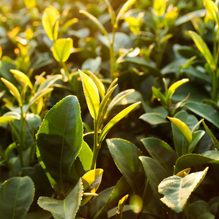 Apa micelara REMEMBER ME, 99.7% ingrediente naturale, ORGANIC & VEGAN, Laura Baldini, 200 ml [2]