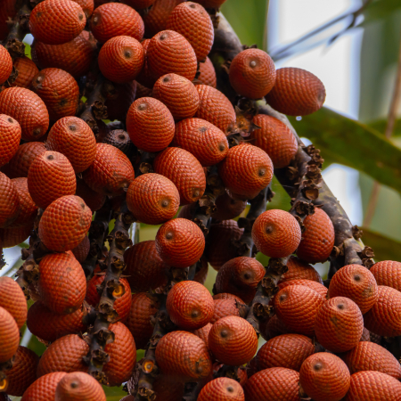 Crema faciala SPF50+ UNFORGETTABLE, 100% ingrediente naturale, ORGANIC & VEGAN & REEF SAFE, Laura Baldini, 50ml [4]
