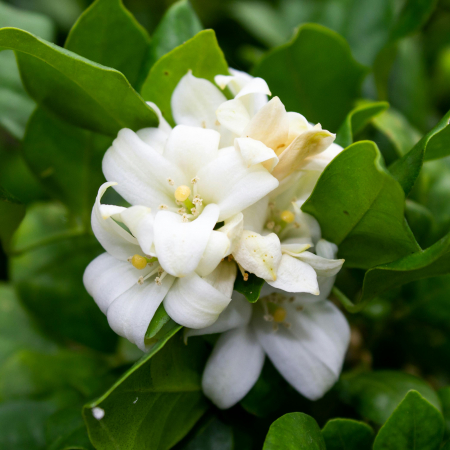 Lotiune corp SPF 30+ GOLDEN HOURS, 100% ingrediente naturale, ORGANIC & VEGAN & REEF SAFE, Laura Baldini, 200ml [2]