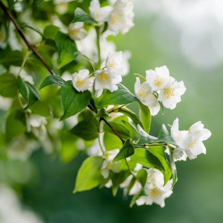 Lotiune corp SPF50+ HOT SUMMER, 100% ingrediente naturale, ORGANIC & VEGAN & REEF SAFE, Laura Baldini, 125ml [2]