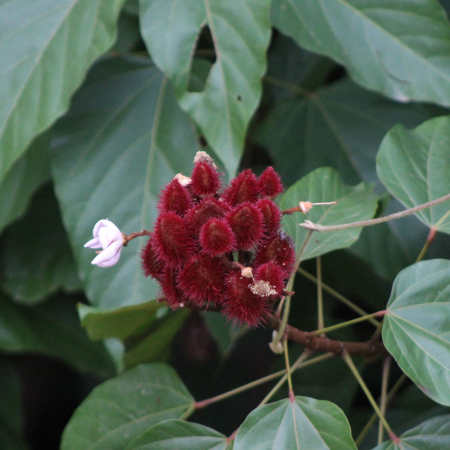 Lotiune dupa plaja COCONUT DREAM, 100% ingrediente naturale, ORGANIC & VEGAN & REEF SAFE, Laura Baldini, 250ml [2]