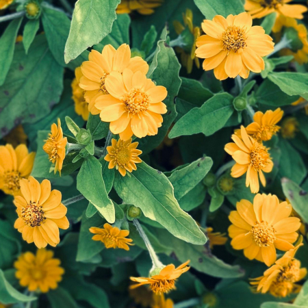 Masca servetel iluminanta, 95% ingrediente naturale, VEGAN, Laura Baldini [2]