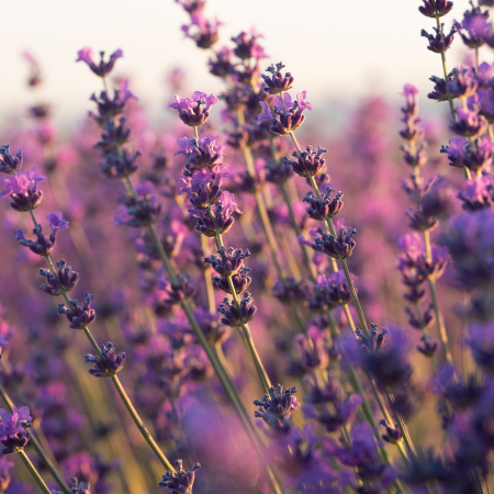 Masca servetel exfolianta pentru picioare, 92.9% ingrediente naturale, VEGAN, Laura Baldini [4]