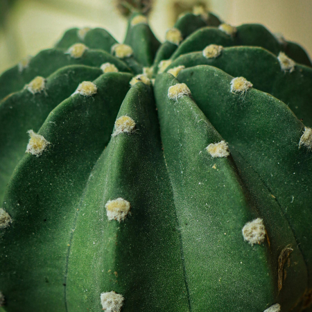 Masca servetel hidratanta, 96% ingrediente naturale, VEGAN, Laura Baldini [2]