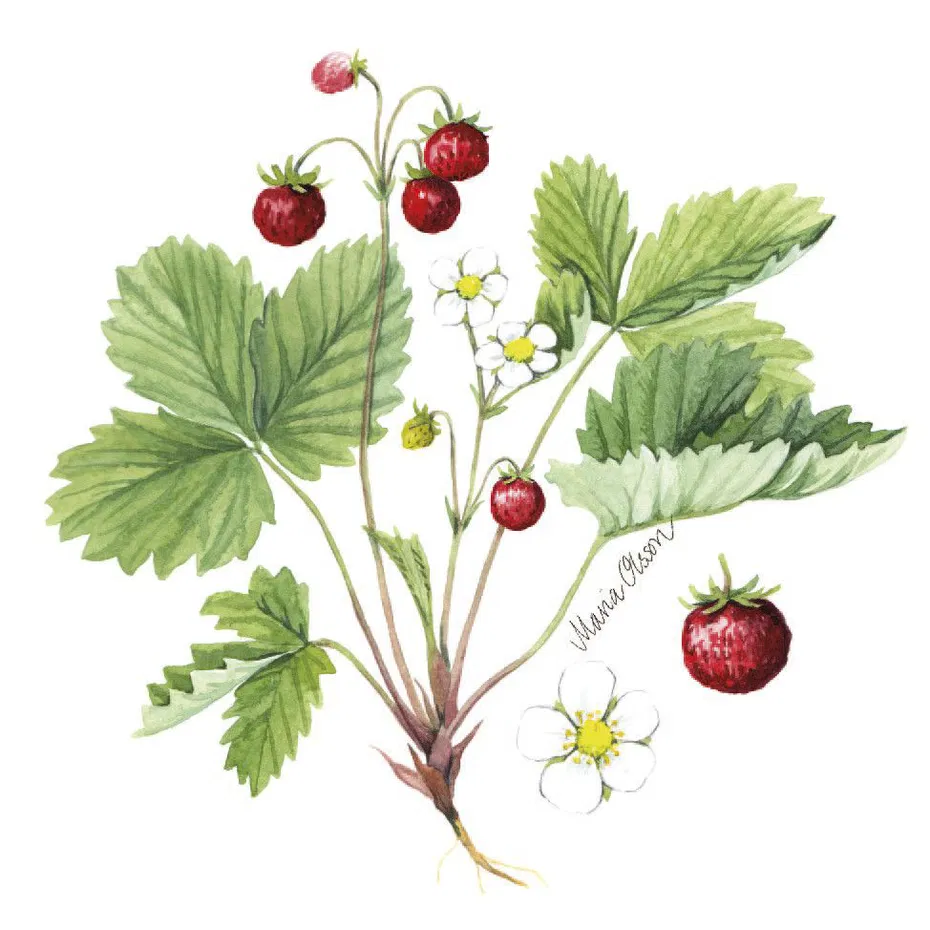Servetel decorativ fragute 33 x 33 cm [1]