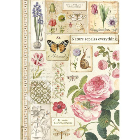 Servetele hartie de orez - Hartie de orez A4- entomology