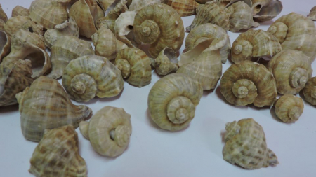 Scoici - Scoici decorative,100g, 5-6 cm