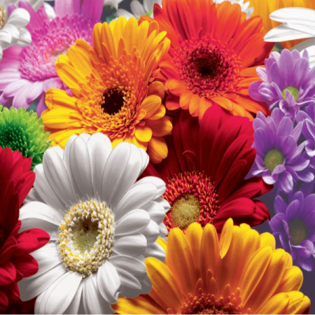 Servetele - Servetele 33x33 3str - GERBERA