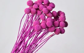 Flori conservate/uscate - Craspedia Fuchsia 70 cm