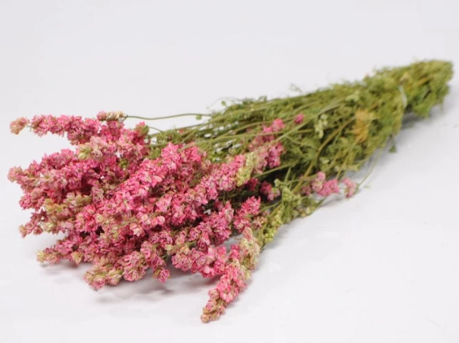 Flori conservate/uscate - Delphinium Pink 65cm