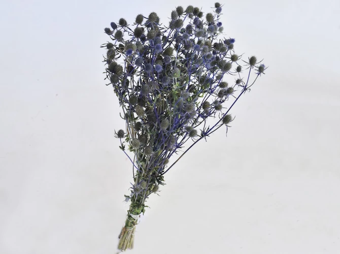 Flori conservate/uscate - Eryngium Thistles 60cm - Blue