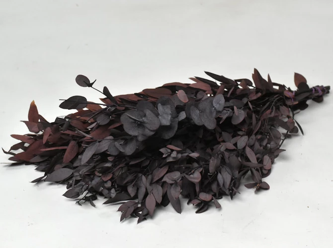 Eucalyptus Gunii Red 65 cm -150g