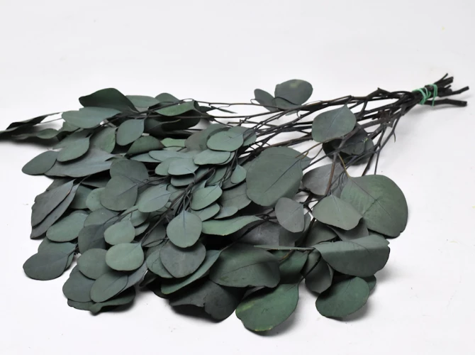 Foliaje conservate/uscate - Eucalyptus Populus Green 65 cm -125g
