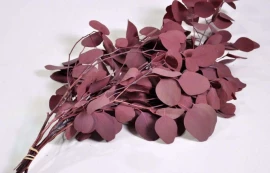Foliaje conservate/uscate - Eucalyptus Populus Red 65 cm -125g