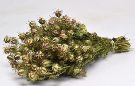 Flori conservate/uscate - Nigela 45 cm