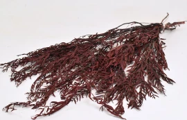 Foliaje conservate/uscate - Peppertree Leaves Red 100g