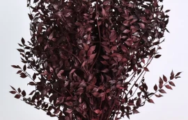 Foliaje conservate/uscate - Ruscus Red 90 cm -1kg