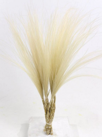 Flori conservate/uscate - Stipa Pennata 50cm