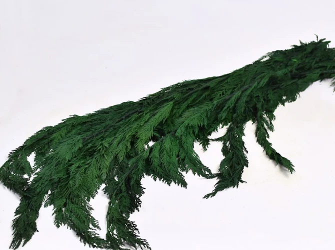 Foliaje conservate/uscate - Thuja Green 50-100cm/1kg