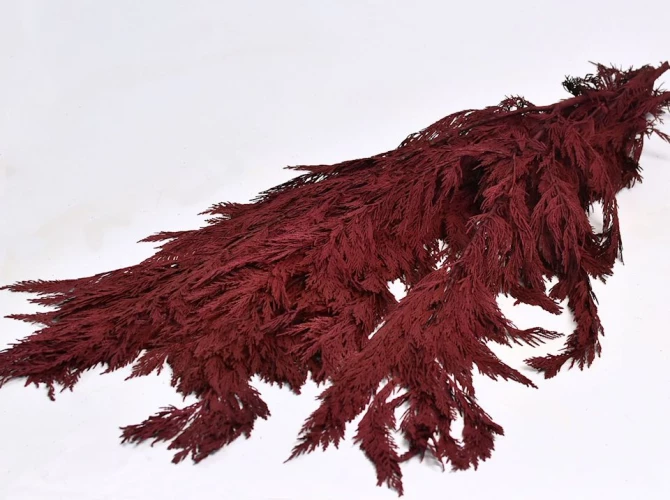 Foliaje conservate/uscate - Thuja Red 50*100cm -1kg