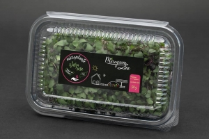 Hrana, alimente - Varza rosie - microplante