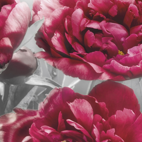 Fototapet XXL4-002 Flori rosii [2]