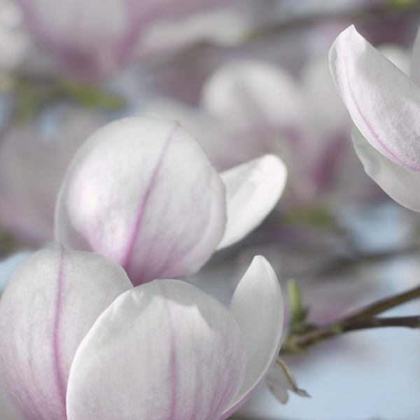 Fototapet 8-738 Magnolia [2]