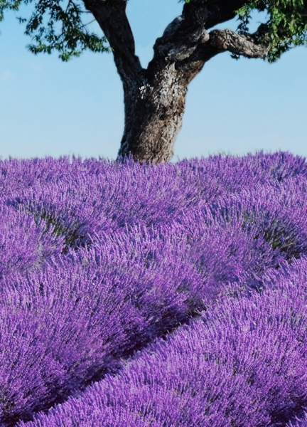 Fototapet 00309 Provence [2]