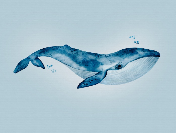 Fototapet balena albastru 383001 - A.S. Creation [5]