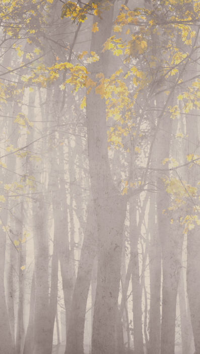 Fototapet padure gri 792262  -  A.S. Creation [6]